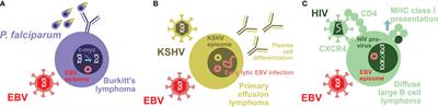 Modification of EBV-Associated Pathologies and Immune Control by Coinfections